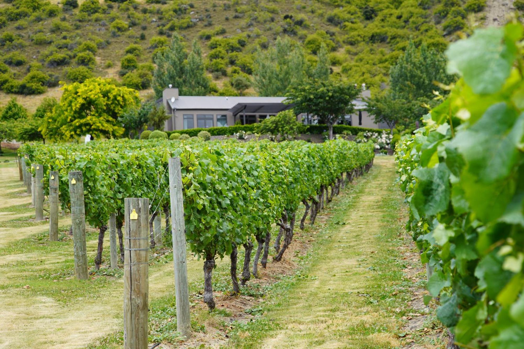 וואנאקה Mt Rosa Lodge Boutique Vineyard Accommodation מראה חיצוני תמונה