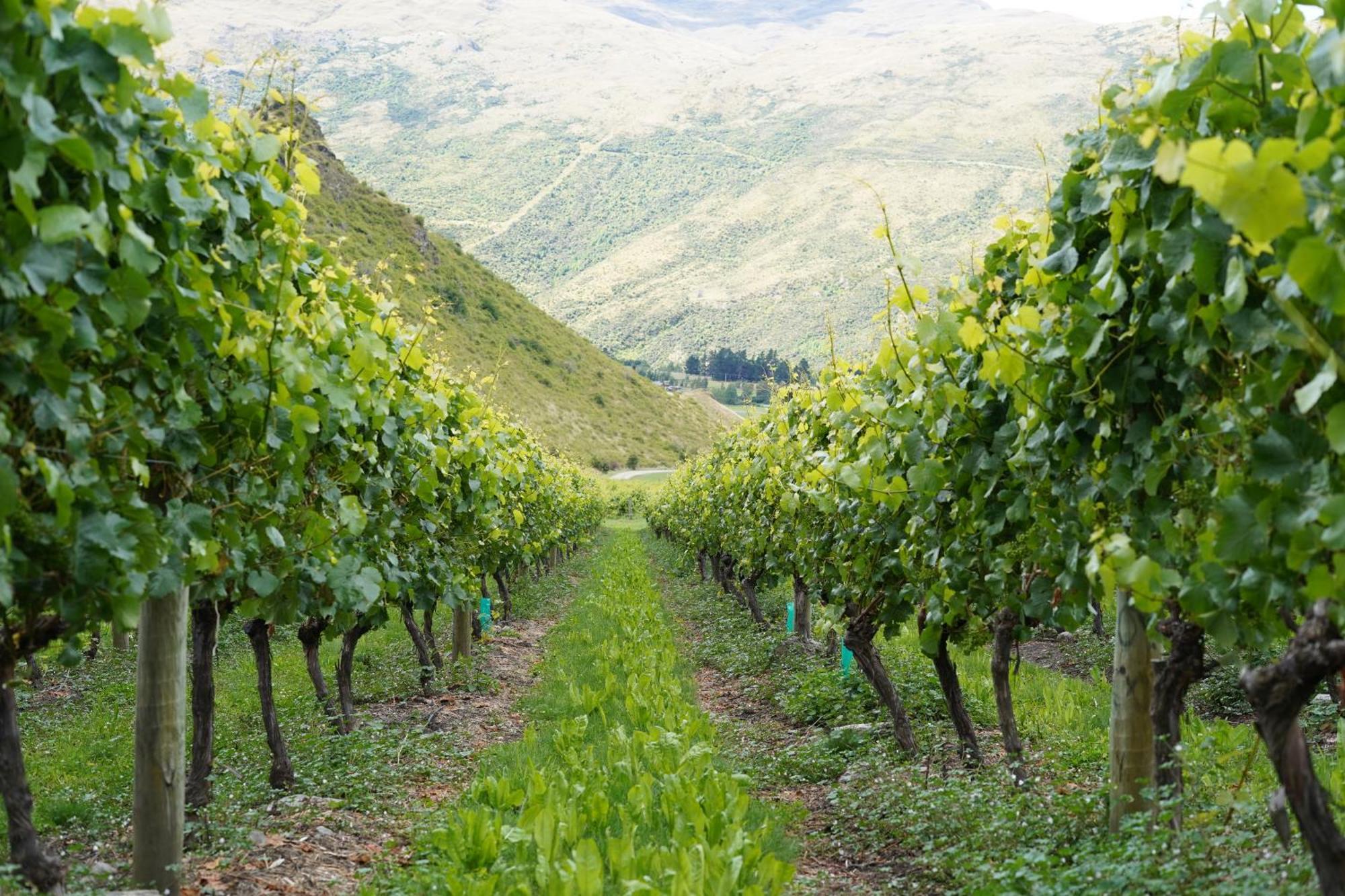 וואנאקה Mt Rosa Lodge Boutique Vineyard Accommodation מראה חיצוני תמונה