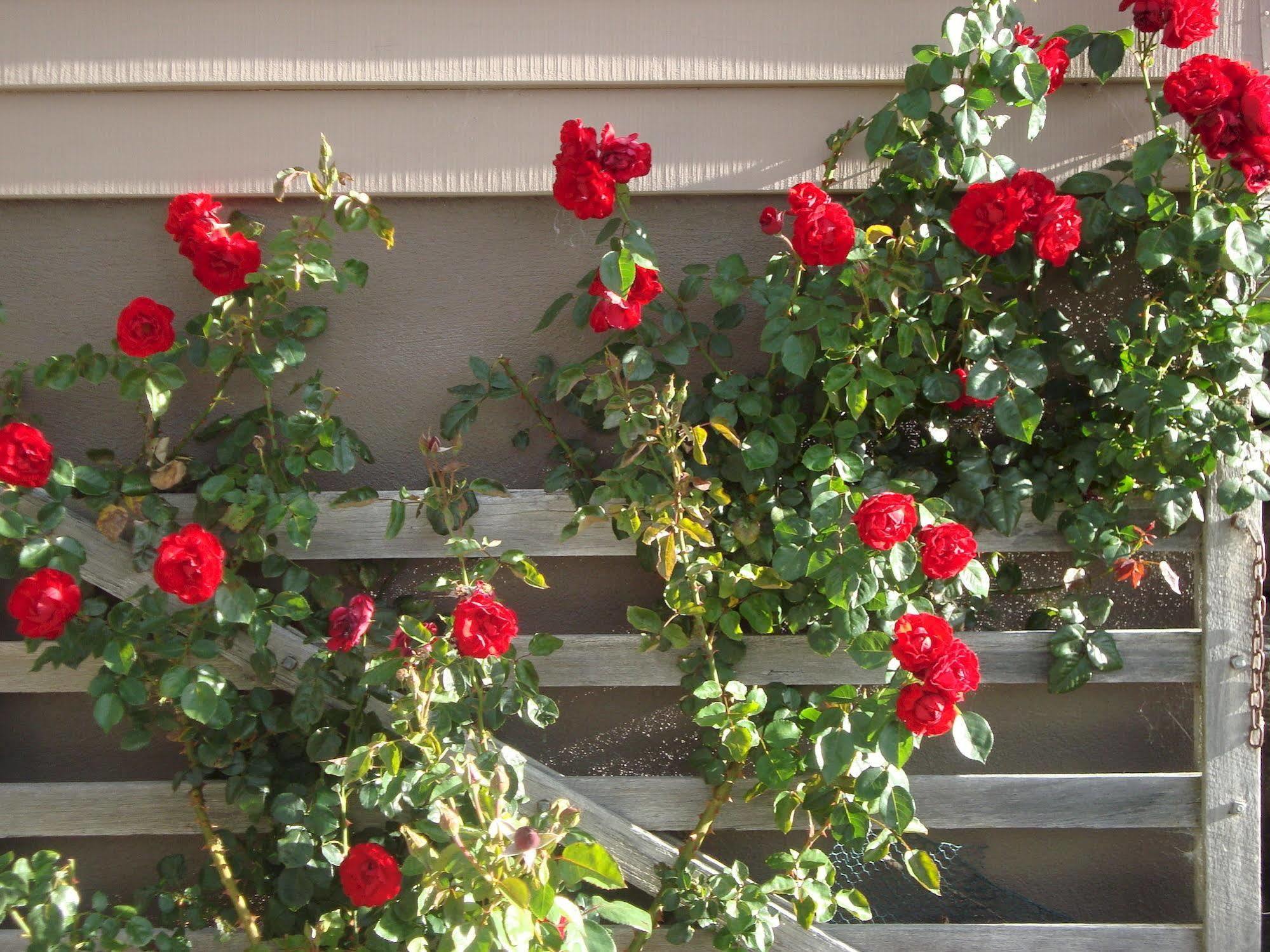 וואנאקה Mt Rosa Lodge Boutique Vineyard Accommodation מראה חיצוני תמונה